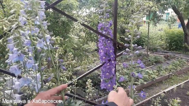 ЦВЕТОК ДЕЛЬФИНИУМ | Самые красивые цветы на даче | Идеи для дачи | Идеи для сада | Дача в Хабаровск смотреть онлайн