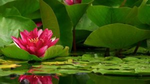 Relaxe com Paisagem de Lago, flores de Lotus e música "La Naturo Vivas" com piano e orquestra