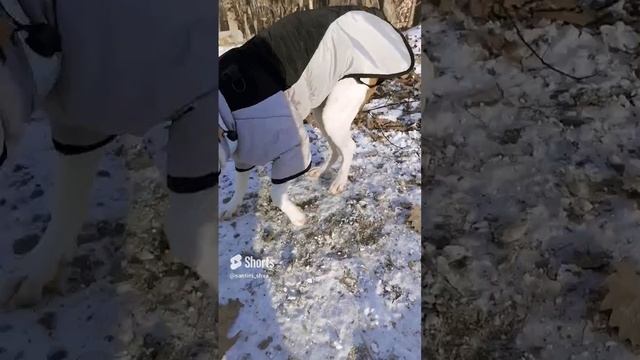 Афи #афиамстафф #dog #pitbull #amstaff #амстафф #собакадругчеловека.mp4