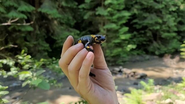 Саламандра огненная / Salamandra Salamandra в Украинских Карпатах