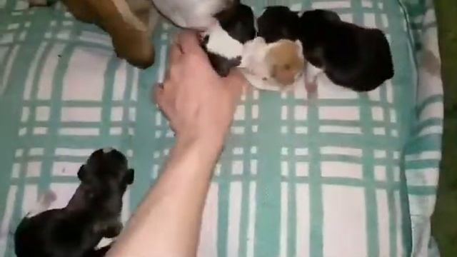 Новорожденные щенки бигля Москва