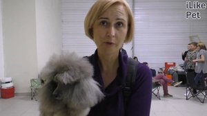 Как ухаживать за той-пуделем?