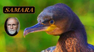 Самара. Ботанический сад. Июль 2024. 21. Баклан. & Samara. The Botanical Garden. July. Cormorant.