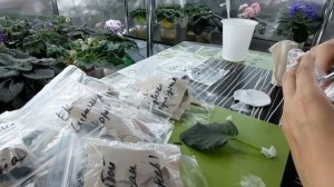 Упаковка листьев фиалки почтой. Моя упаковка листовых чепенков для пересылки.