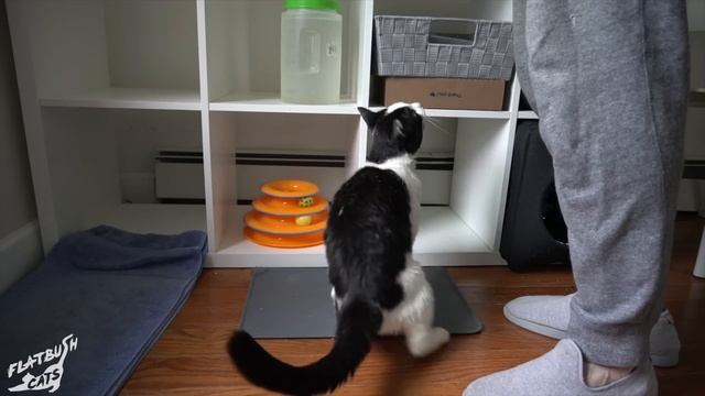 Lost street cat finds a new home смотреть онлайн