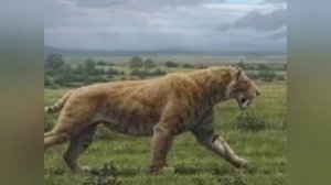 Ngandgong Tiger  vs  Smilodon Populator.  Who would win in a tough fight between these two cats.