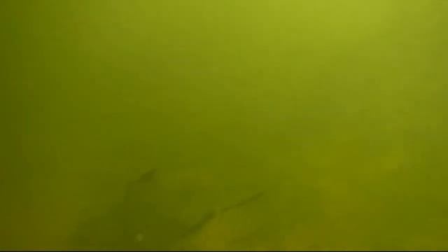 Подв.Охота Ахтуба 02.01.12