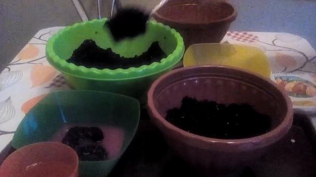 Бегония клубневая, посадка и уход.
