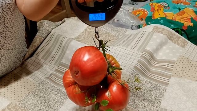 Томаты 2021. Коллекционные томаты ГИГАНТЫ.ЛУЧШИЕ КОЛЛЕКЦИОННЫЕ сорта. Обзор.Дегустация.19.08.2021 смотреть онлайн