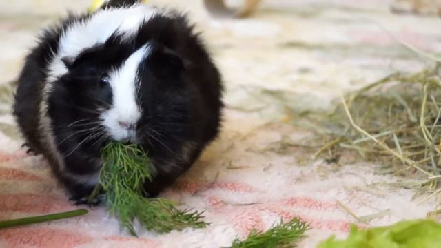 Знакомство морских свинок: как ПРАВИЛЬНО познакомить самцов? смотреть онлайн