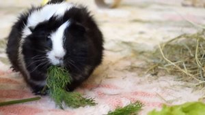 Знакомство морских свинок: как ПРАВИЛЬНО познакомить самцов?