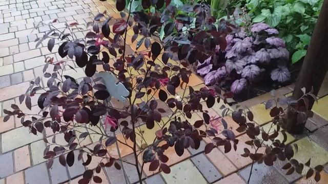 Лоропеталум "Blak pearl" или Ремнелепестник.Вечнозеленый кустарник. смотреть онлайн