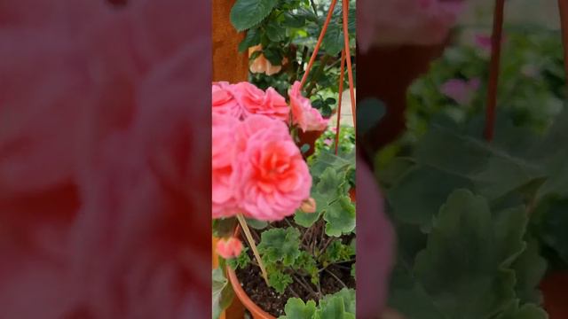 ТА Мароканская принцесса) #пеларгония смотреть онлайн