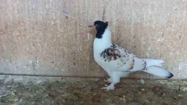 Продаются Бакинские шейки и головатые голуби в Железноводске! смотреть онлайн