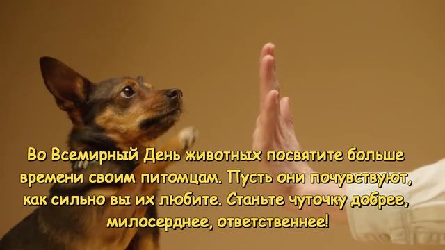 Всемирный день домашних животных смотреть онлайн