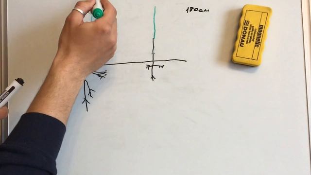 Строение дерева. Корреляция. Первый этап обрезки. смотреть онлайн