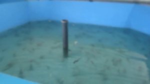 УЗВ без Барабанного Фильтра