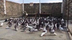 Иранские Голуби