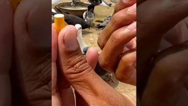 Kabootar Ka Susti Ka Ilaaj #viral #Pigeoncircle PC #pigeon #madicin #trending #shortsviral #shorts