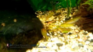 Криптокорина Нури (Cryptocoryne nurii). ОБНОВКИ в АКВАРИУМЕ. Аквариумные растения