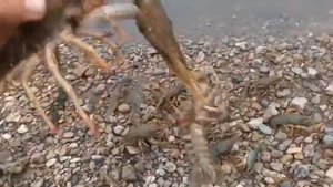 ловля раков осенью