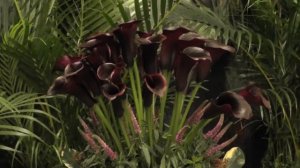 Calla Lily "Schwarzwalder" - Also called "Black Forest"