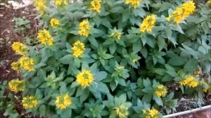 Воробейник обыкновенный Common sparrow Lysimachia vulgaris the yellow loosestrife garden loosestrif