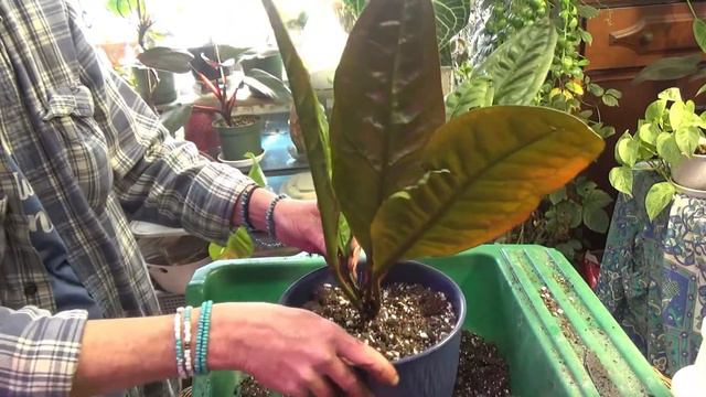 Anthurium Superbum