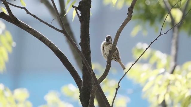 Сказки на ночь. «Болтливая птичка» смотреть онлайн