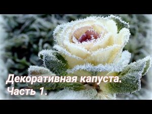 Декоративная капуста. Посев и подбор сроков.