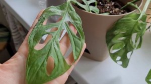 Монстера погибает! Что делать? Прошло несколько дней после пересадки черенков в грунт.