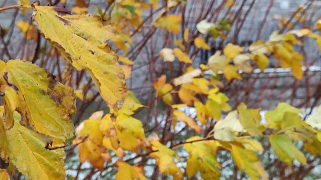 Первый снег в Санкт-Петербурге смотреть онлайн