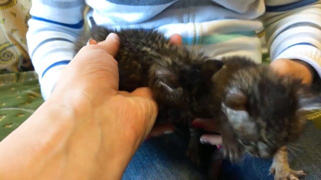 Идём кормить маленьких пушистых котят. Видео для детей. VLOG #001 / Feeding kittens смотреть онлайн