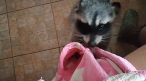 Воришка енот