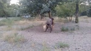 Собака Кавказская овчарка Королева Красоты Лебенскрафт. Дрессировка по охране вещи.  Защита хозяина