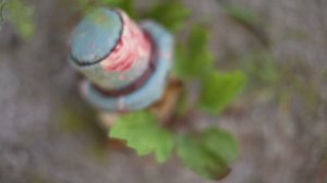 жених и невеста