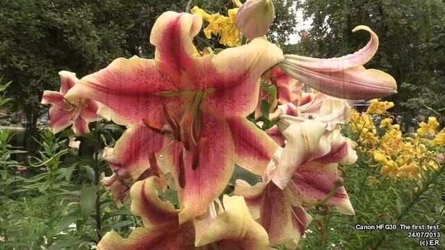 Canon HF G30 #01. The first test. смотреть онлайн