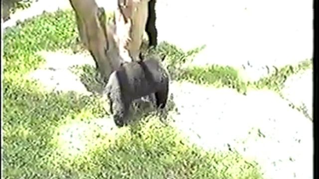 Nease Gibson Visit July 1999 St Louis MO смотреть онлайн