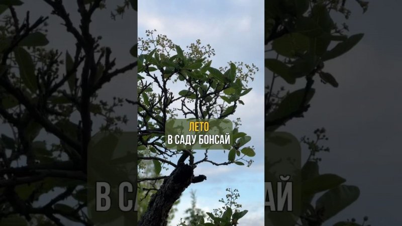 ЛЕТО В САДУ БОНСАЙ