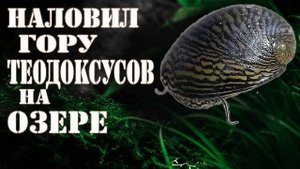 УЛИТКИ ТЕОДОКСУСЫ нашёл гору УЛИТОК для АКВАРИУМА !