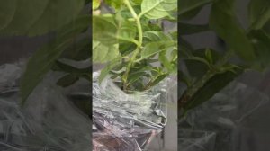 Распаковка новинок гортензии! Металлика/Бонфаер/Литл фреско и другие