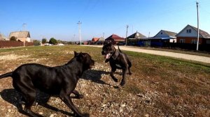 У нас в гостях брат Багиры Питбуль Зорро!!!! Спустя пол года снова встретились! Игры питбулей.