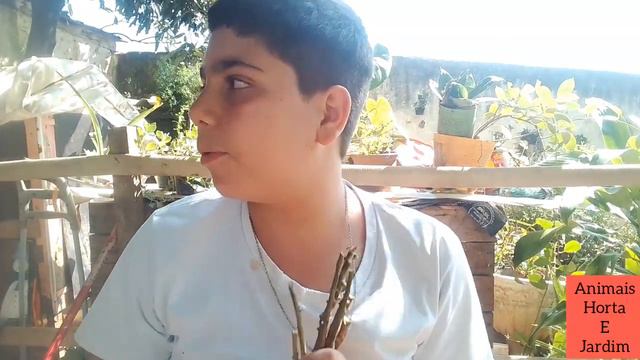 Como Fazer Mudas De Croton (O JEITO MAIS FÁCIL) смотреть онлайн