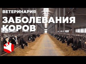 Заболевания коров | Вакцинация и болезни коров | Животноводство