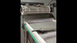 Шоковая заморозка рыбы на спиральном конвейере с последующим глазированием погружением