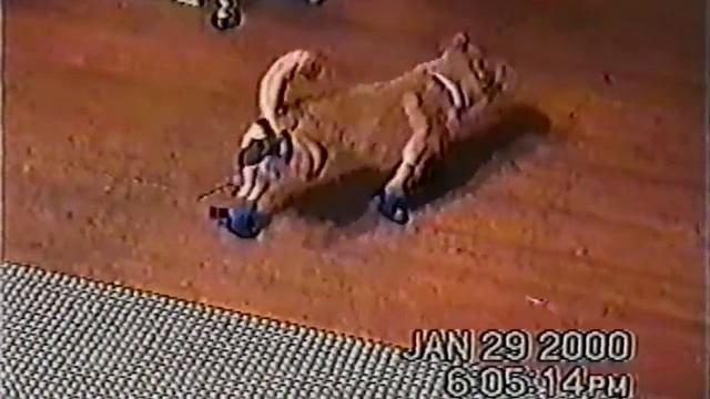 Смешные собаки впервые в жизни примеряют ботинки смотреть онлайн