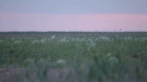 Утренняя песня степного жаворонка