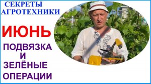 Конец июня на винограднике .Подвязка побегов разными способами и зелёные операции.