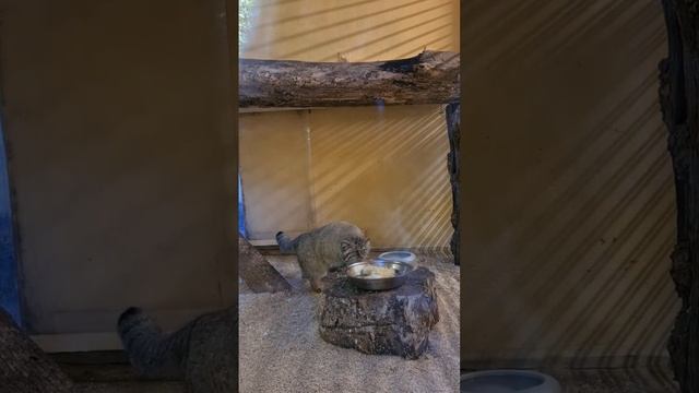 Calypso the Pallas's cat from Saarbrucken Germany eats