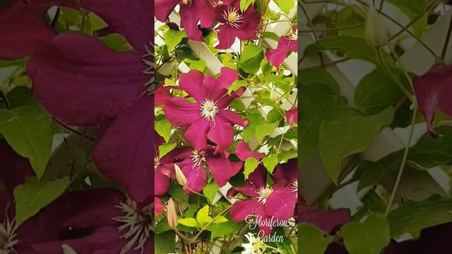 Floriferous Garden смотреть онлайн